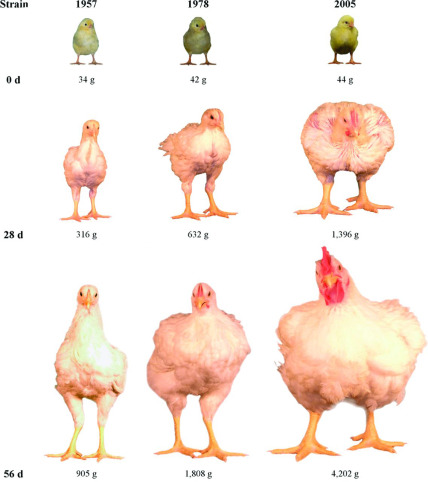 Image of chickens at different life stages, in the 1950s, 1970s and 2005. Chickens in 2005 are much bigger than those in the 1970s and 1950s.