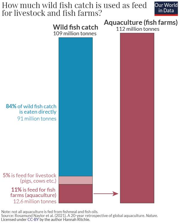 How much fish is used as feed